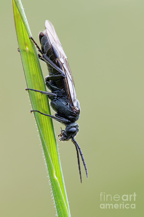 Sawfly #5 Photograph by Heath Mcdonald/science Photo Library