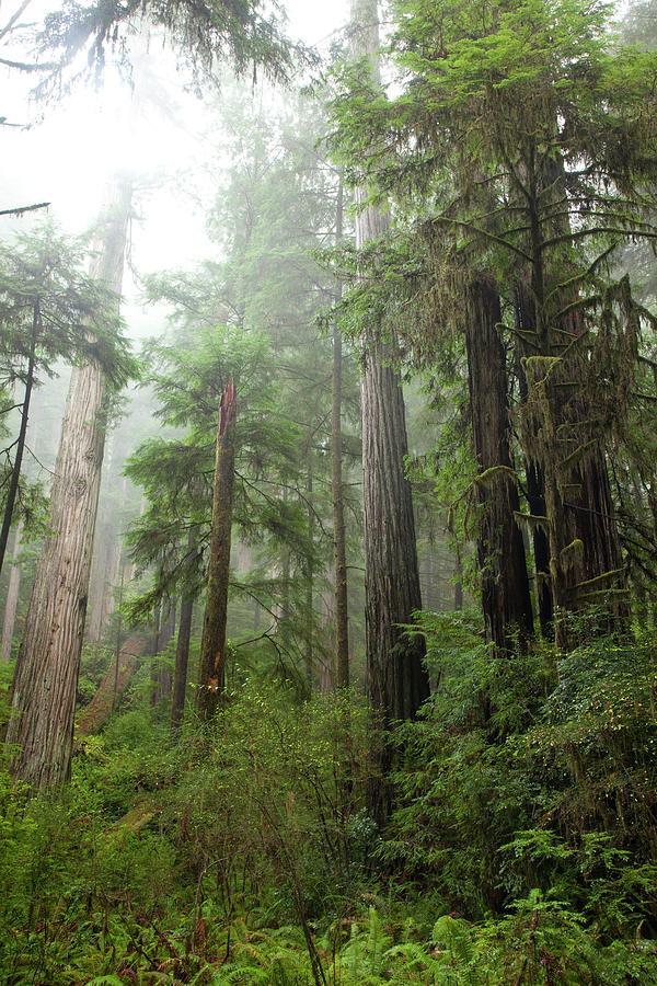 Scenic Image Of Redwood National Park #5 Photograph by Justin Bailie