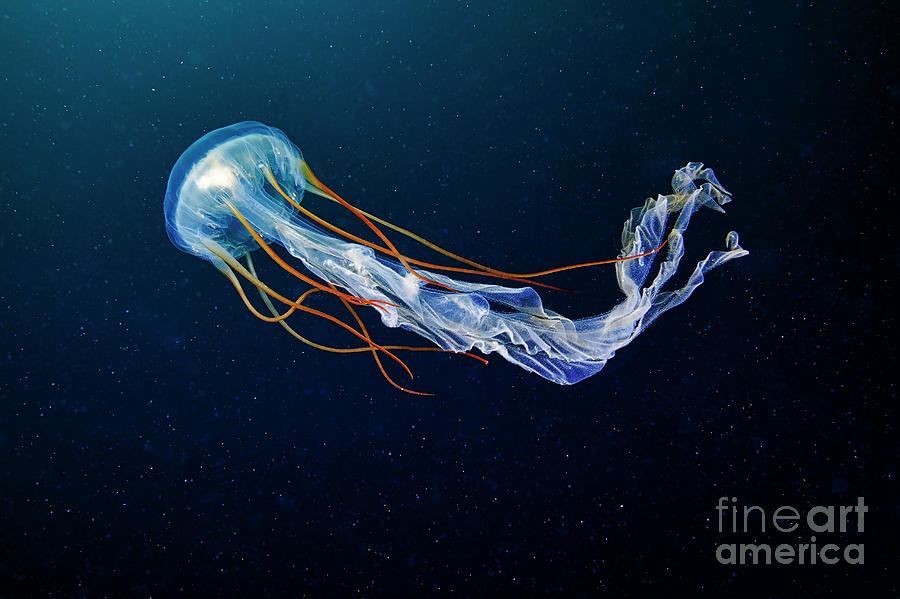 Sea Nettle Jellyfish #5 Photograph by Alexander Semenov/science Photo Library