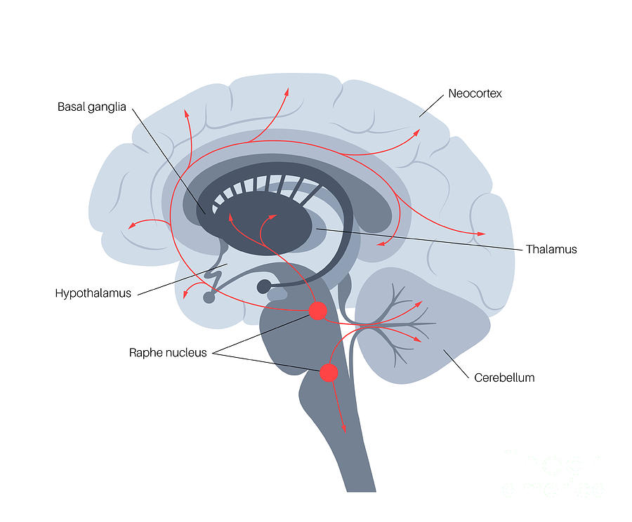 Serotonin Pathway In Brain #5 Photograph by Pikovit / Science Photo Library