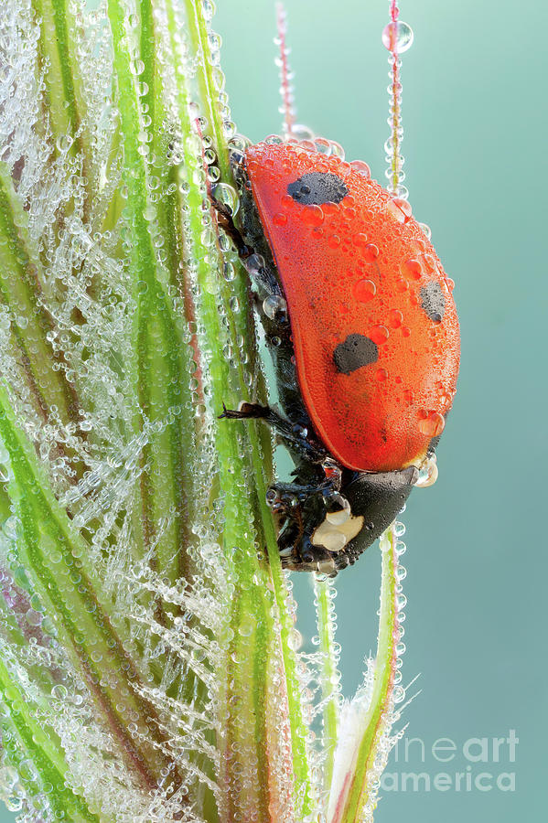 Seven Spot Ladybird Photograph by Ozgur Kerem Bulur/science Photo ...