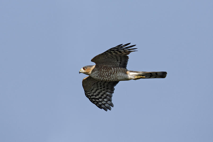 Sharp-shinned Hawk #5 Photograph by James Zipp