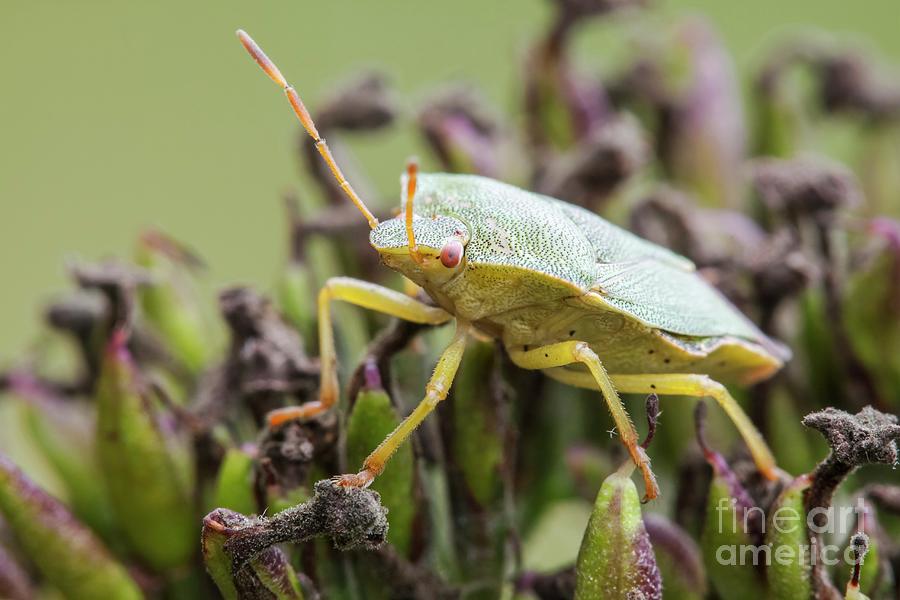 Shieldbug Photograph by Heath Mcdonald/science Photo Library - Fine Art ...