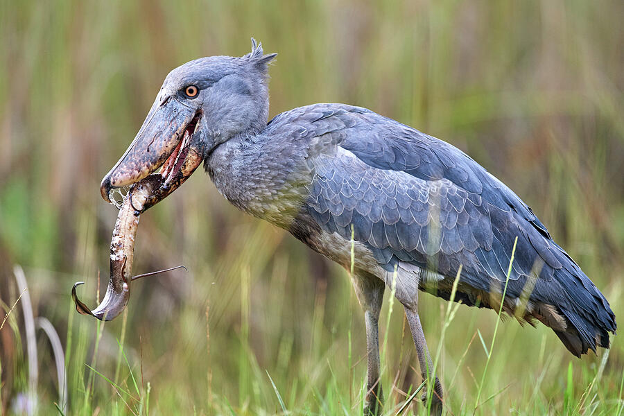 Shoebill Stork Feeding On A Spotted African Lungfish In The #5 