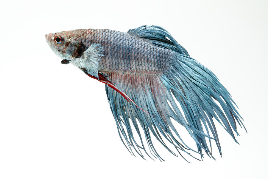 Siamese Fighting Fish Or Betta #5 Photograph by David Kenny