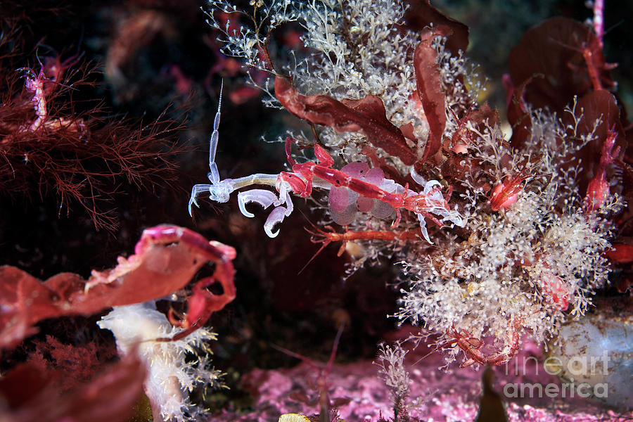 Skeleton Shrimp #5 Photograph by Alexander Semenov/science Photo Library