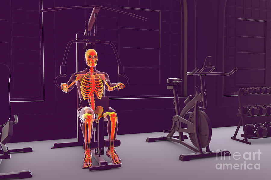 Skeleton Training On A Hammer Strength Machine #5 Photograph by Kateryna Kon/science Photo Library