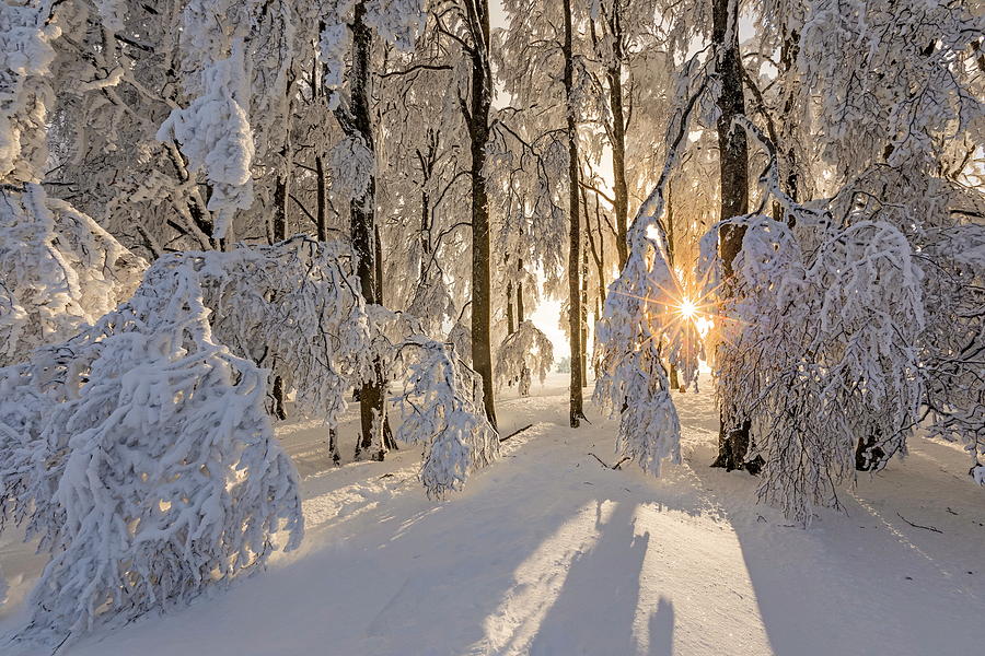Snow Covered Forest #5 Digital Art by Reinhard Schmid