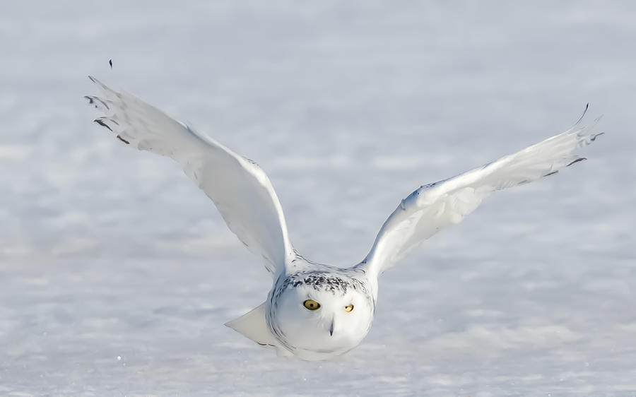 Snowy Owl #5 Photograph by Davidhx Chen