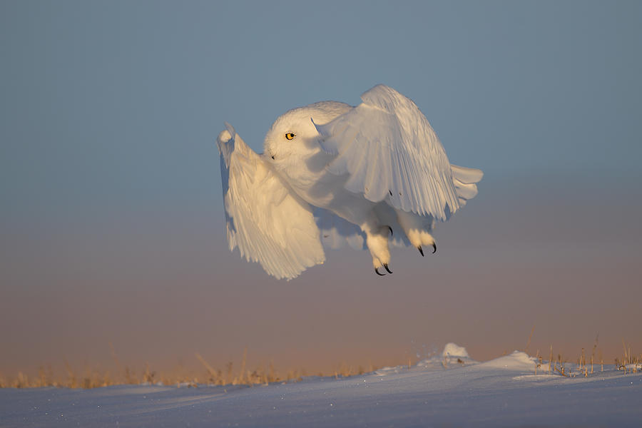 Snowy Owl #5 Photograph by Jun Zuo