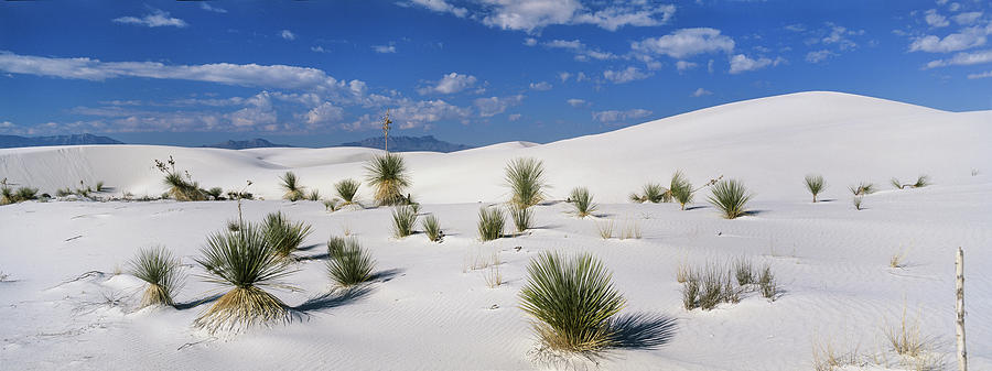 Soaptree, Yucca In Dunes, Yucca Elata, Gypsum Dune Field, White Sands ...