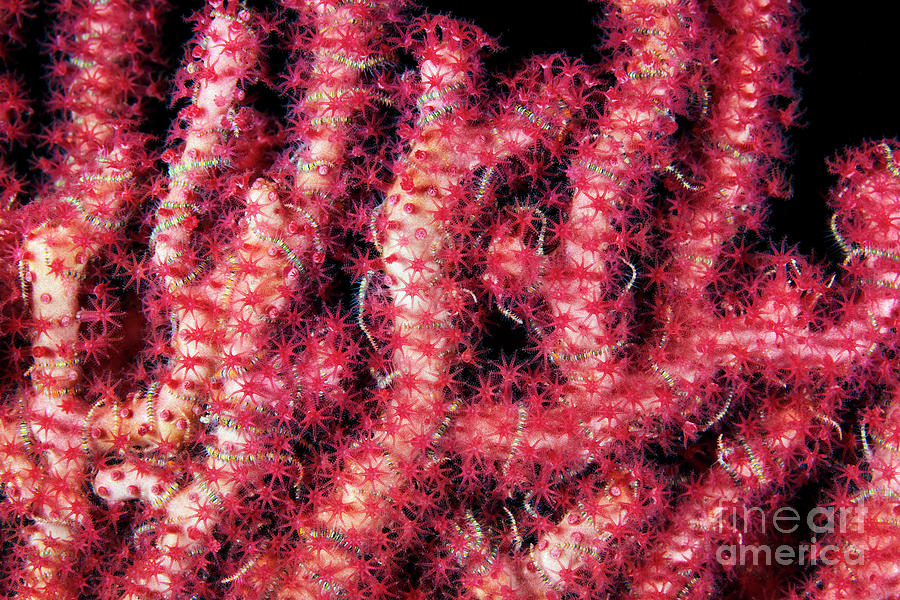 Soft Coral #5 Photograph by Alexander Semenov/science Photo Library