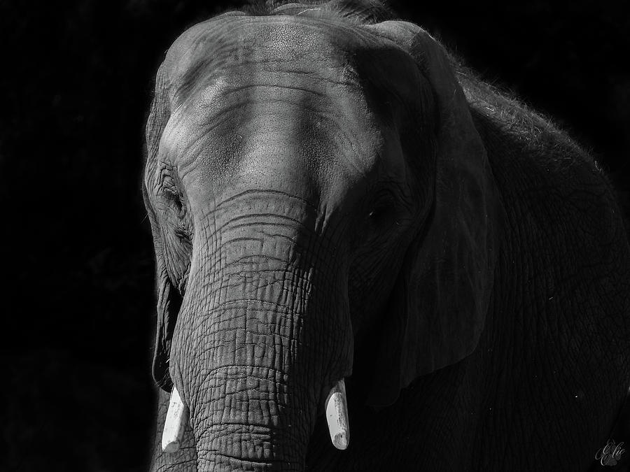 SOUL OF THE PLANET by Elie Wolf SOUL OF THE PLANET by Elie Wolf