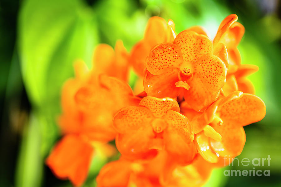Spotted Tangerine Orchid Flowers #5 Photograph by Raul Rodriguez