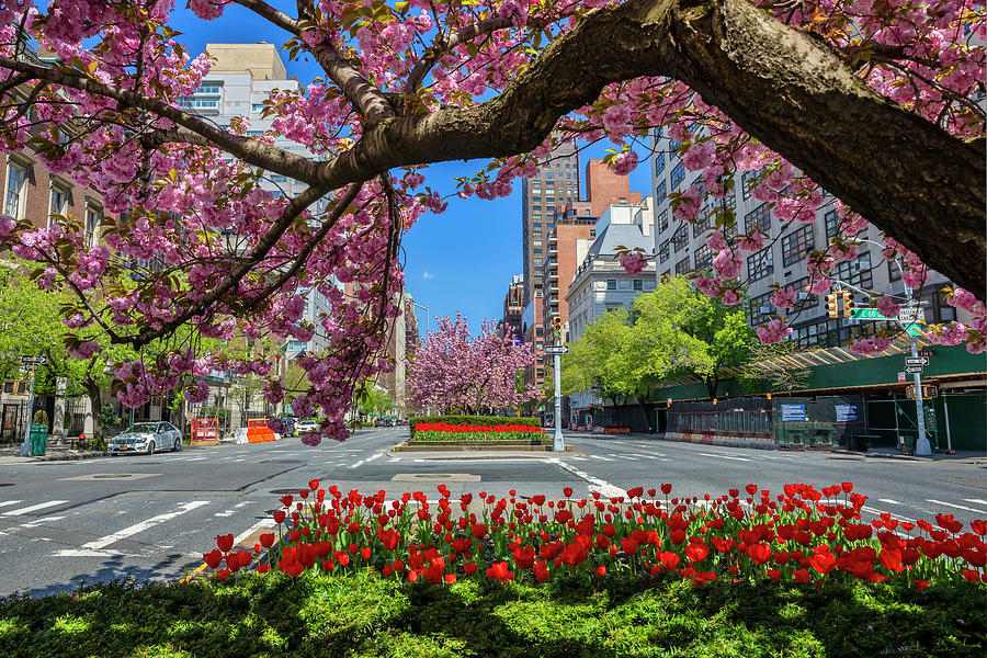 Springtime, Park Avenue, Nyc #5 Digital Art by Claudia Uripos