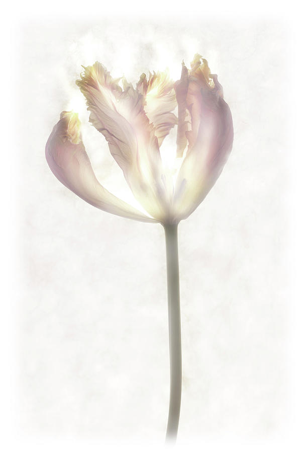 Still Life Of A Flower Photograph by Joyce Tenneson Still Life Of A Flower Photograph by Joyce Tenneson