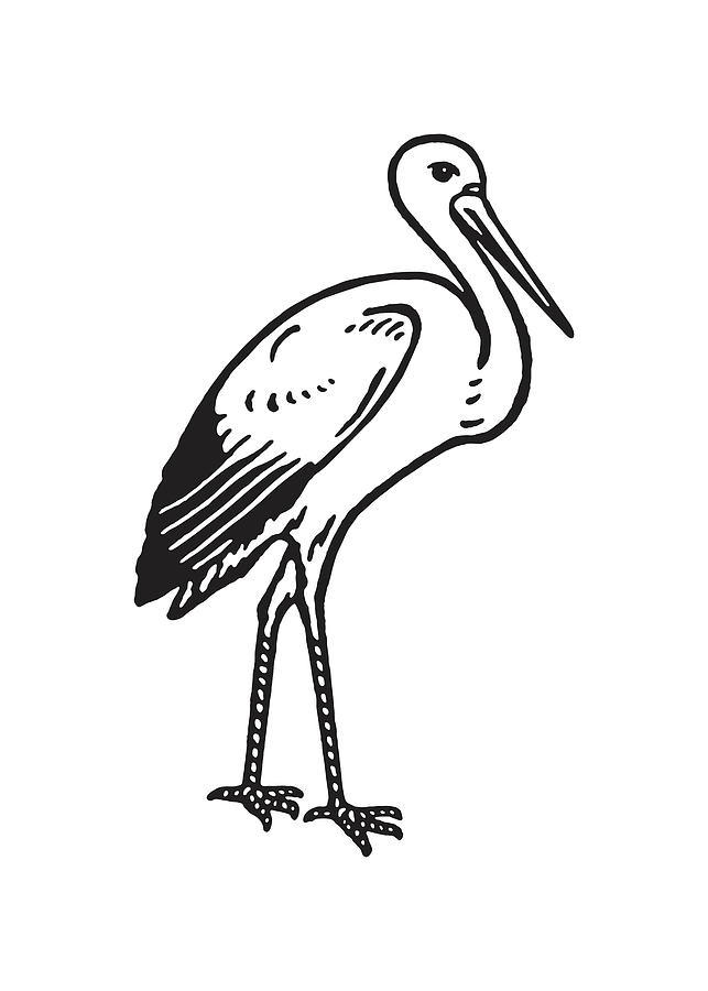 Stork Drawing by CSA Images - Fine Art America