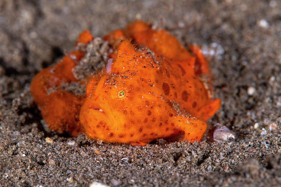 Striated Frogfish #5 Photograph by Andrew Martinez