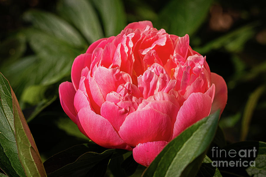 Sublime Peony, Dijon, France, April Painting by European School