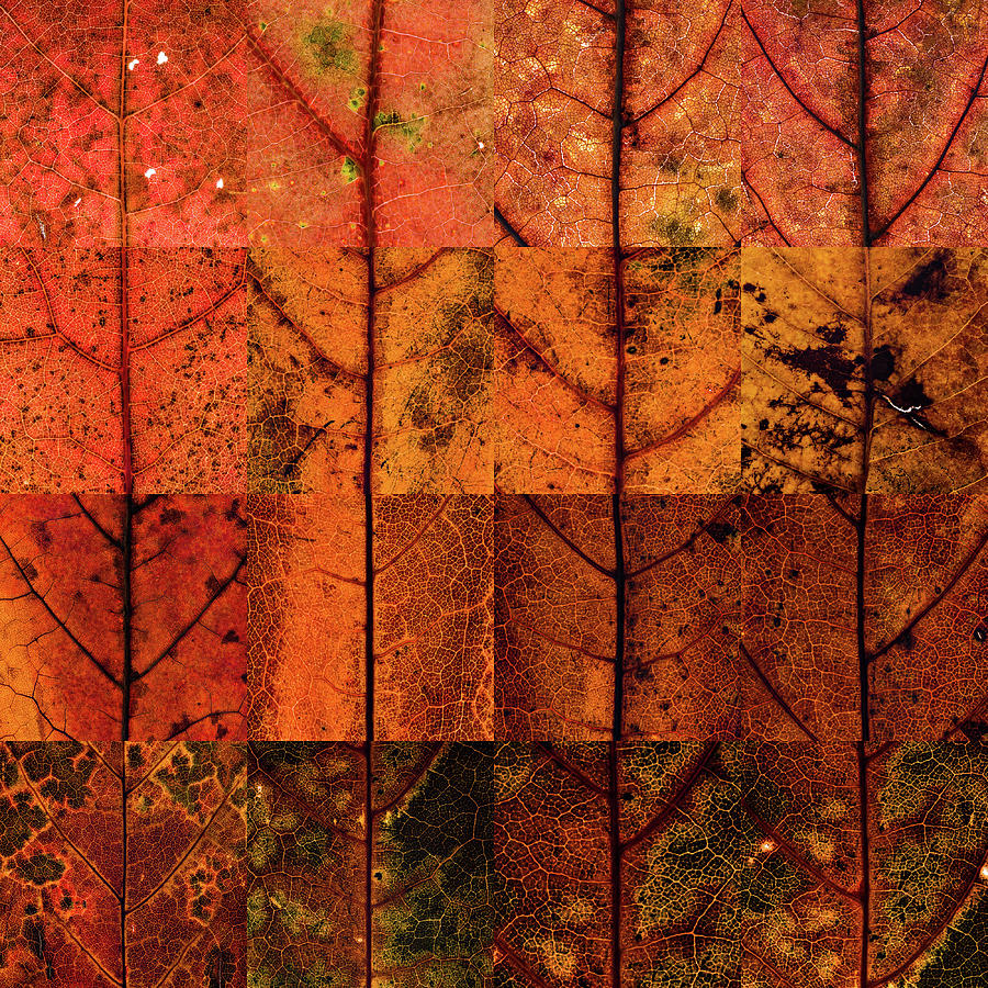 Swatches - Autumn Leaves inspired by Gerhard Richter Photograph by Shankar Adiseshan