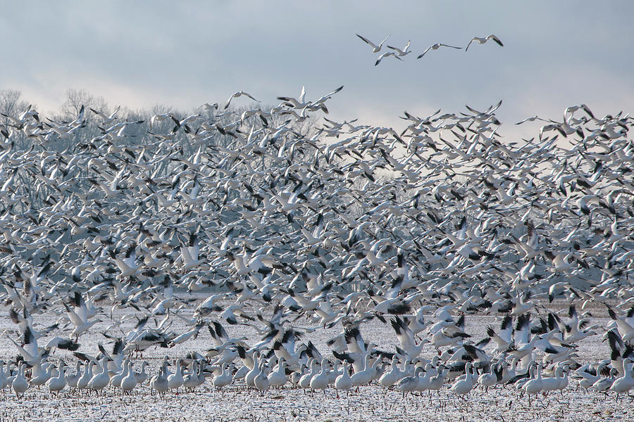 Thousands Of Snow Geese In Flight Above Maryland's Eastern Shore ...