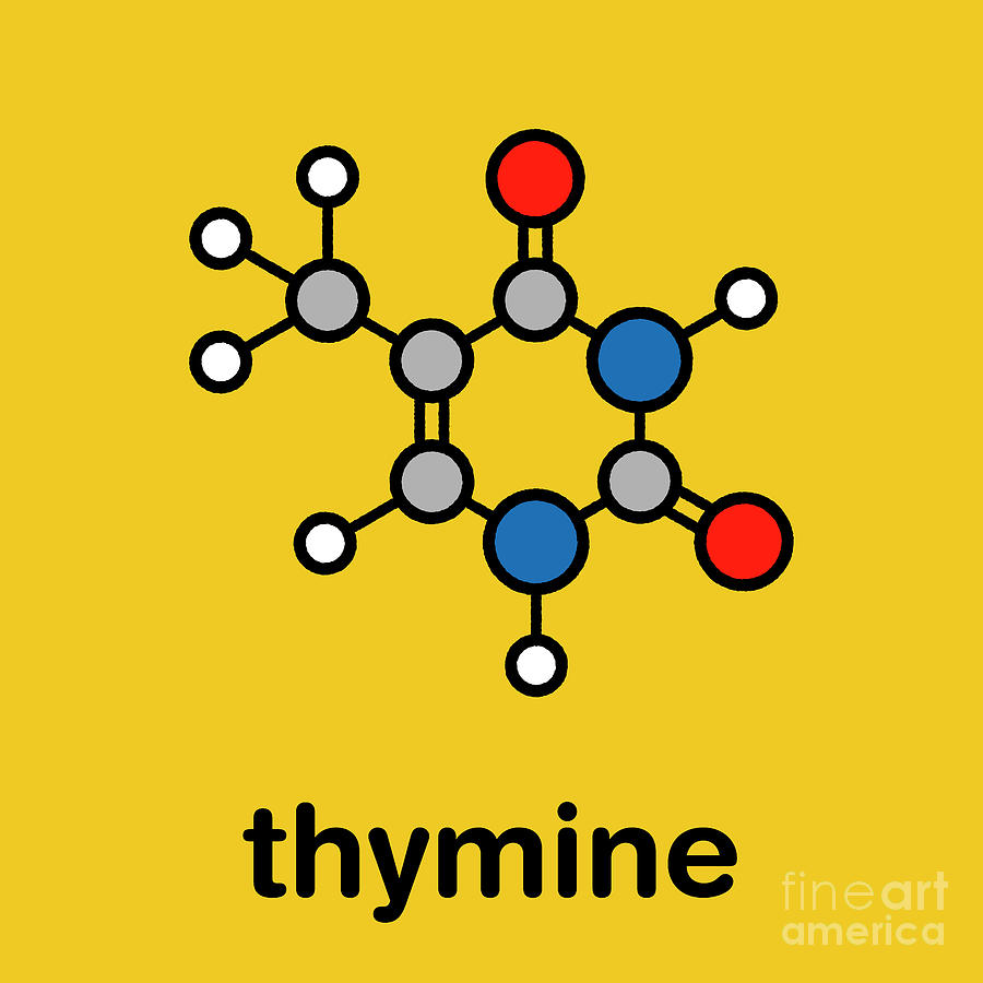 Thymine Molecule