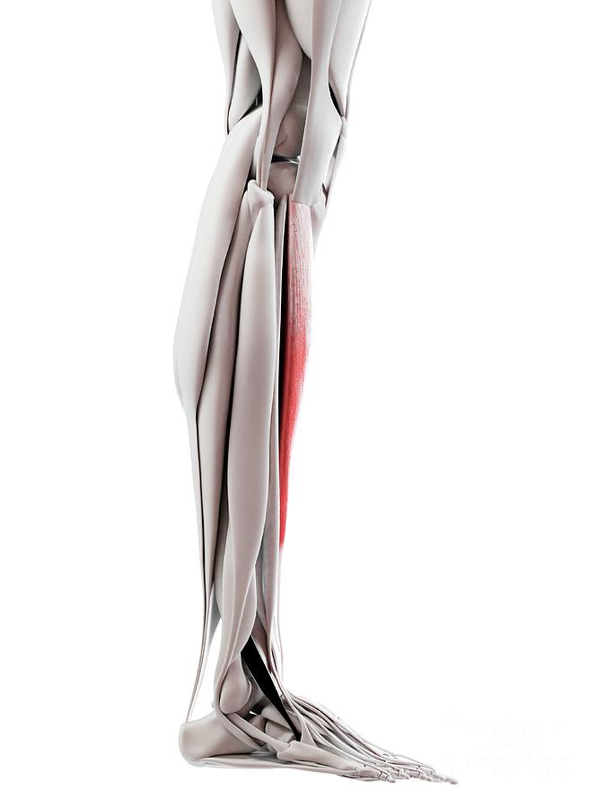 Muscles Of The Upper Leg #5 by Sebastian Kaulitzki/science Photo Library