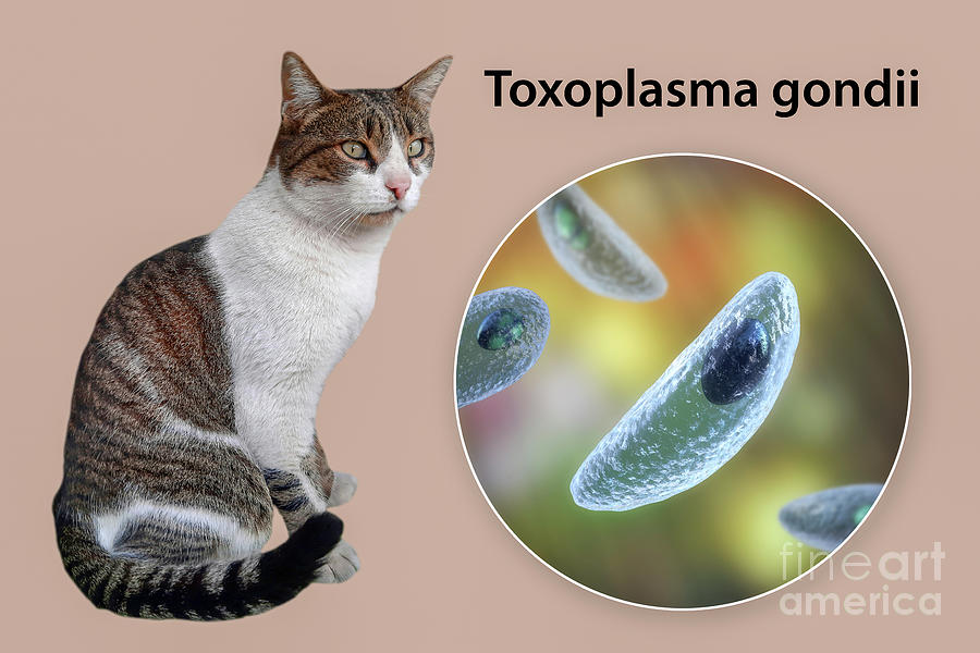 Toxoplasma Gondii Parasites And Cat Photograph By Kateryna Konscience