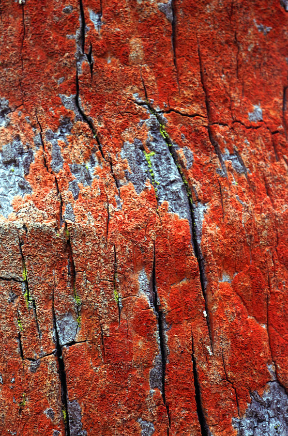 Abstract Photograph - Tree Bark #5 by John Foxx