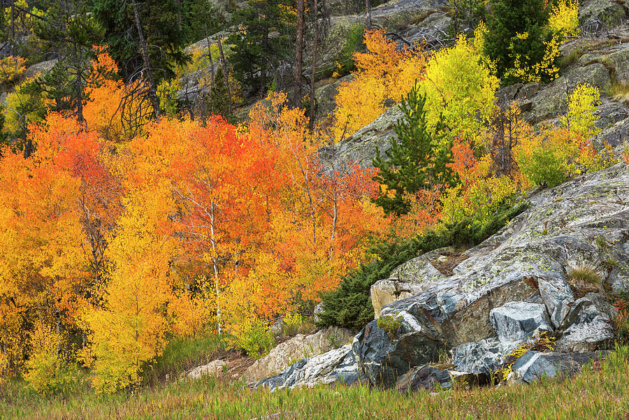 Trees With Autumn Foliage #5 Digital Art by Heeb Photos