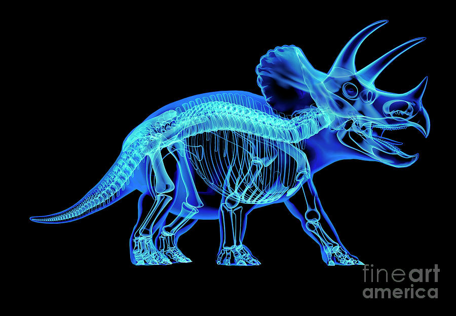 Dinosaur Photograph - Triceratops Dinosaur Skeleton #5 by Leonello Calvetti/science Photo Library