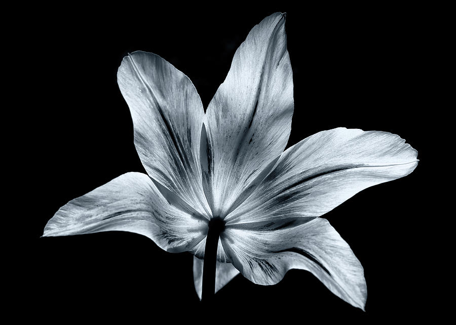 Back Beauty - BW Tulip Case Study Photograph by Alinna Lee - Fine Art ...