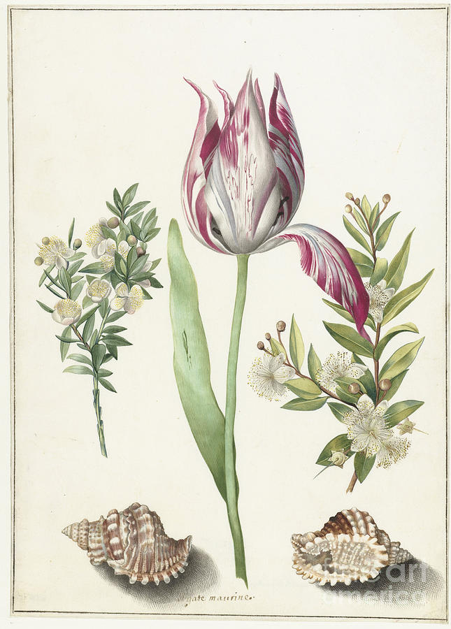 Tulip #5 Drawing by Heritage Images