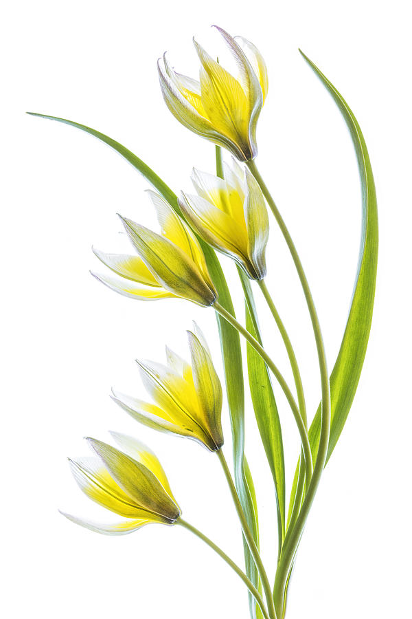 ~tulipa #5 Photograph by Mandy Disher