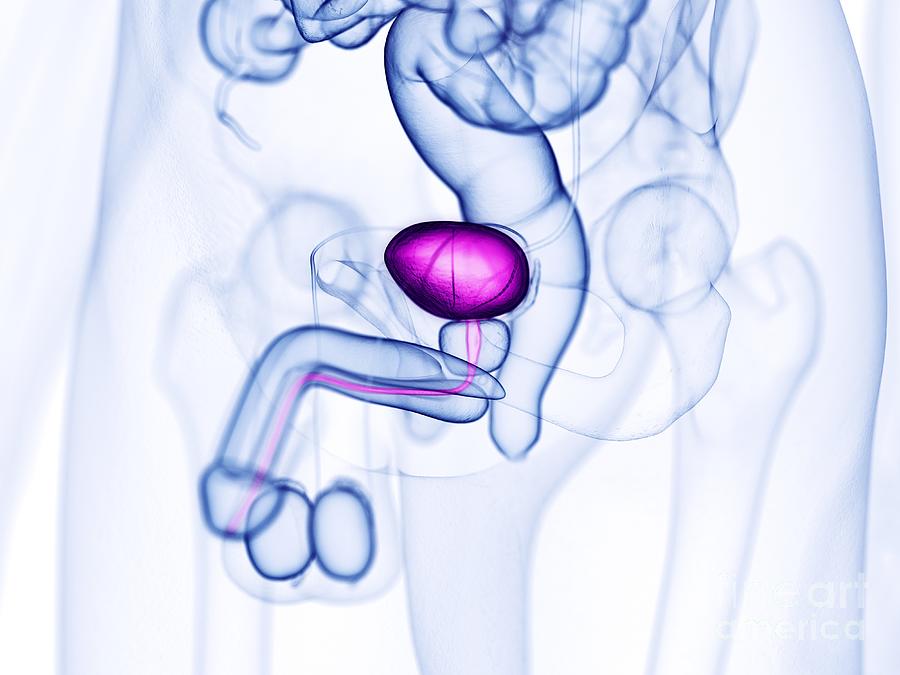 Urinary Bladder #5 Photograph by Sebastian Kaulitzki/science Photo Library