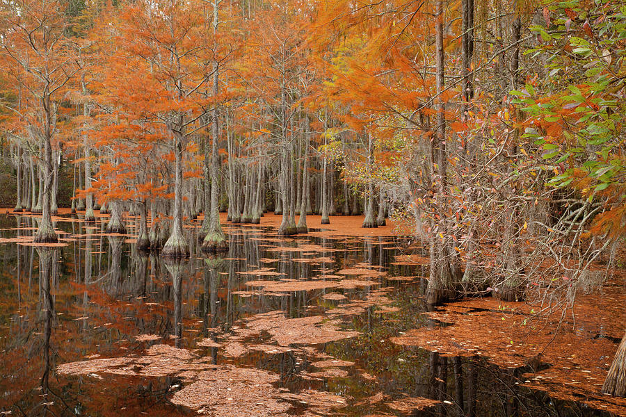 USA, Georgia Cypress Trees In The Fall #5 Photograph by Joanne Wells ...