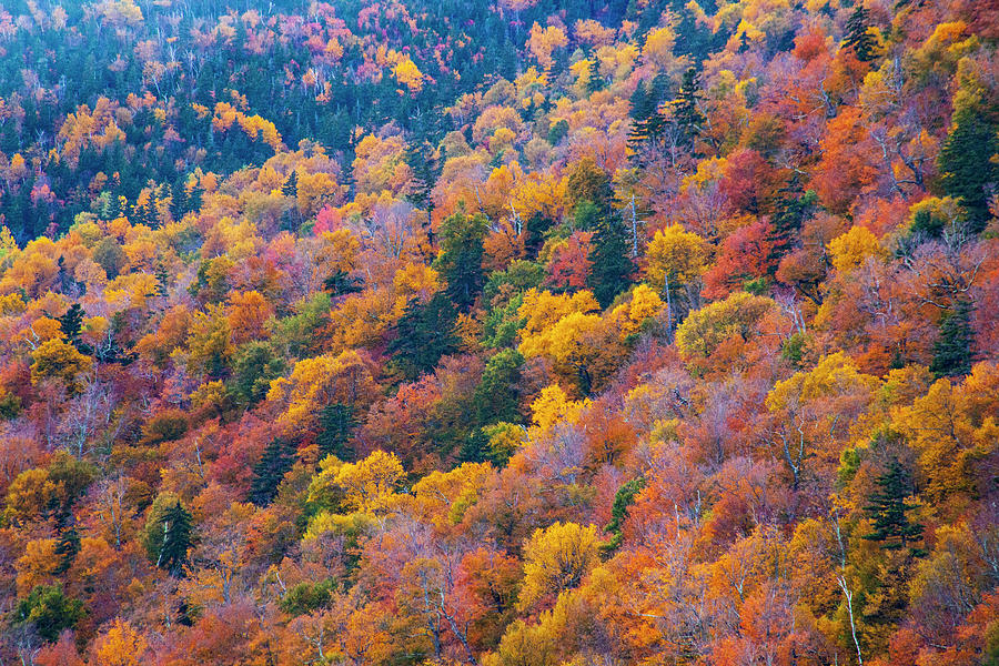 USA, New Hampshire, New England Fall Photograph by Sylvia Gulin - Fine ...