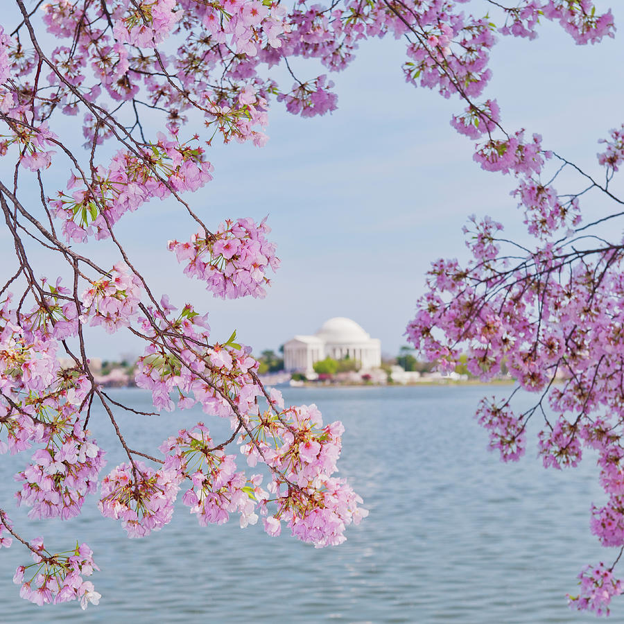 Usa, Washington Dc, Cherry Tree In #5 Photograph by Tetra Images