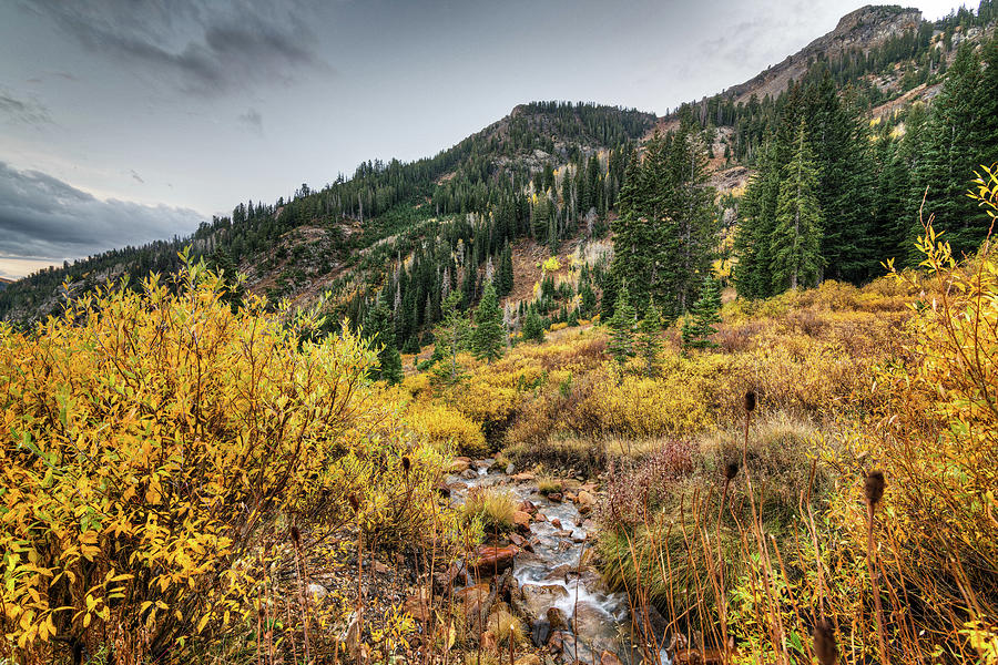 Utah Fall Colors #5 Photograph by Brett Engle