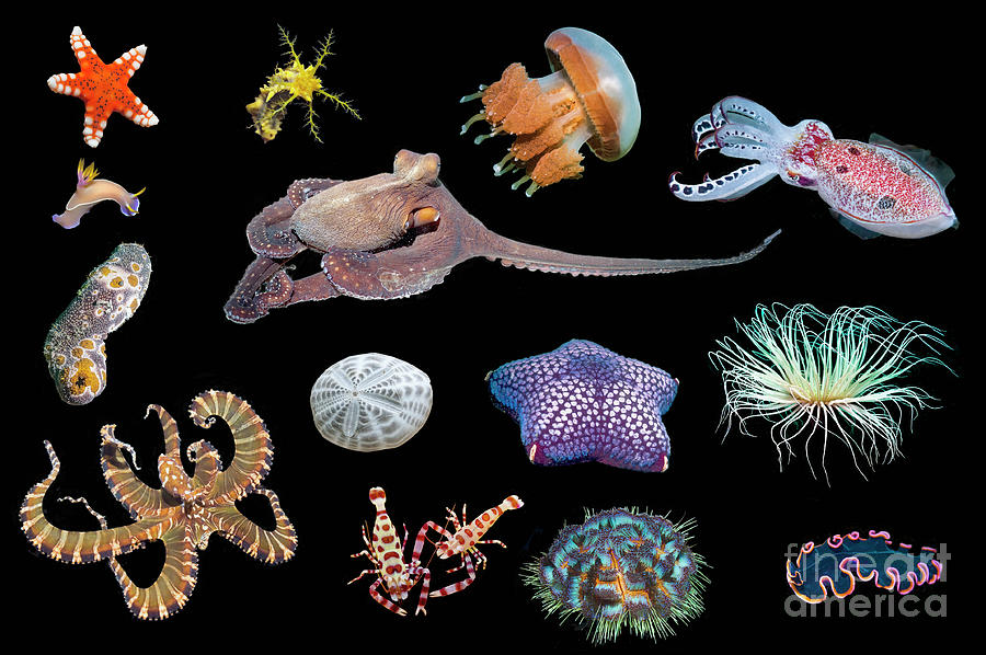 Various Marine Invertebrates Photograph by Georgette Douwma/science ...