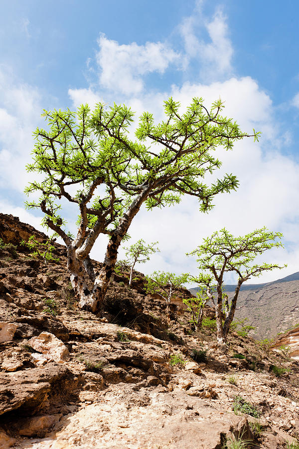 View Of Incense Tree On Hill In Desert, Oman #5 Photograph by Jalag / Gregor Lengler