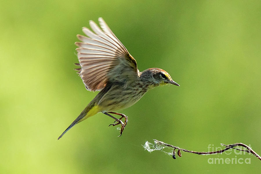 Warbler by Michael D Miller Warbler by Michael D Miller