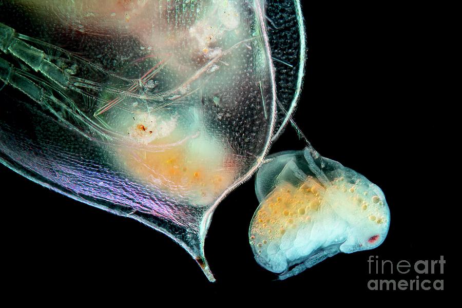 Water Flea #5 Photograph by Frank Fox/science Photo Library
