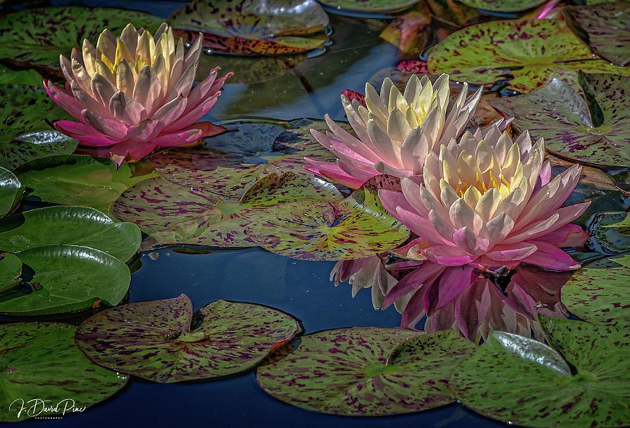 Lily Photograph - Water Lily #5 by David Pine