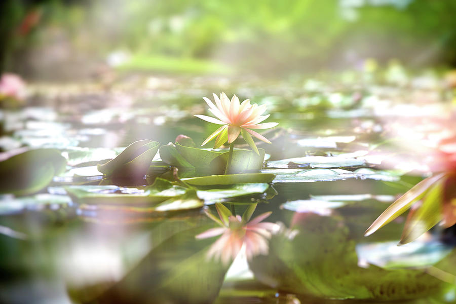 Water Lily #5 Digital Art by Laura Diez
