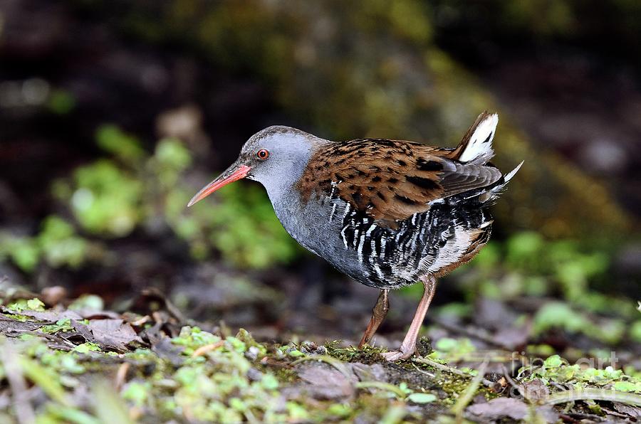 Water Rail #5 Photograph by Science Photo Library Water Rail #5 Photograph by Science Photo Library