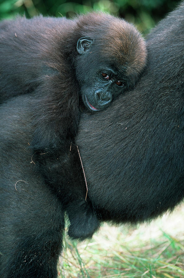 Western Lowland Gorilla Gorilla Gorilla #5 Photograph by Nhpa