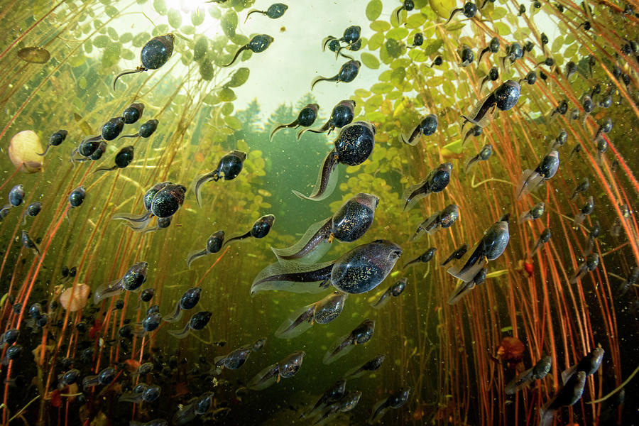 Western Toad Tadpoles Swimming Among Lily Pads In Lake #5 Photograph by Shane Gross / Naturepl.com Western Toad Tadpoles Swimming Among Lily Pads In Lake #5 Photograph by Shane Gross / Naturepl.com