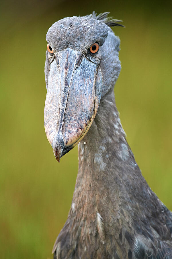 Whale Headed / Shoebill Portrait. Swamps Of Mabamba, Lake #5 Photograph by Eric Baccega / Naturepl.com Whale Headed / Shoebill Portrait. Swamps Of Mabamba, Lake #5 Photograph by Eric Baccega / Naturepl.com