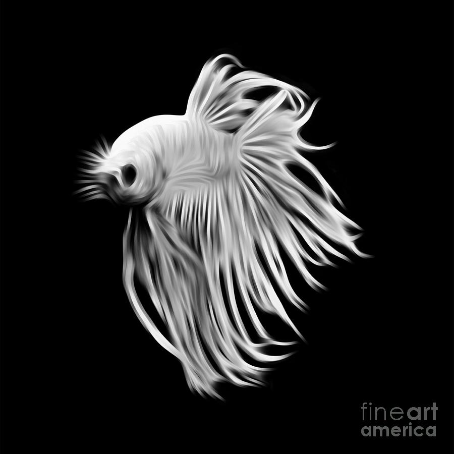 White Betta fish, fighting fish isolated on black background. Digital Art  by Saranyaphach Jitpilai - Pixels
